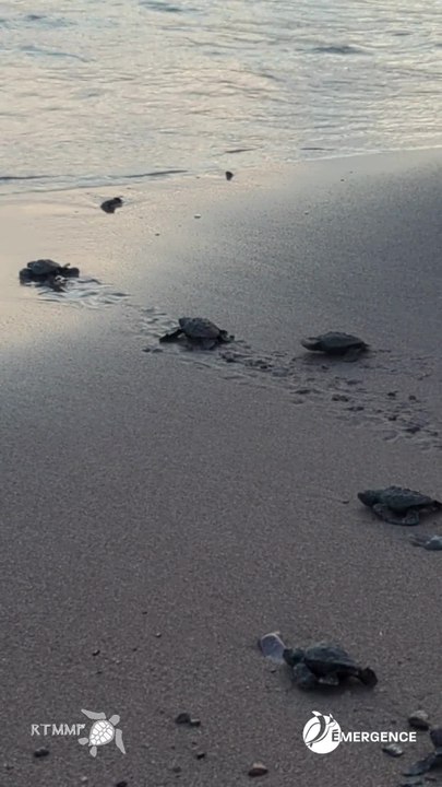 À St-Raphaël, la course contre la montre qui a permis de sauver 70 bébés tortues nés ce jeudi  lors des violents orages