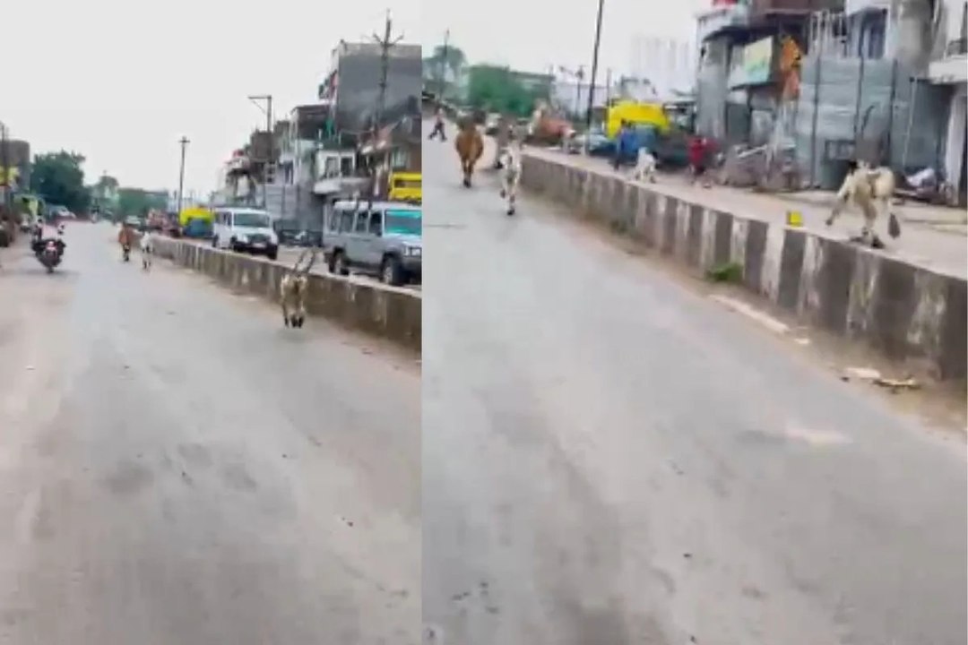लंगूर ने संभाली ट्रैफिक ‘ड्यूटी’