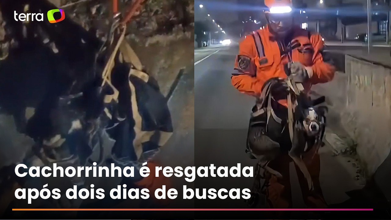 Cachorrinha é resgatada de córrego em Santo And...
