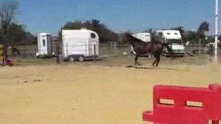 koala : 2eme séance de saut en liberté