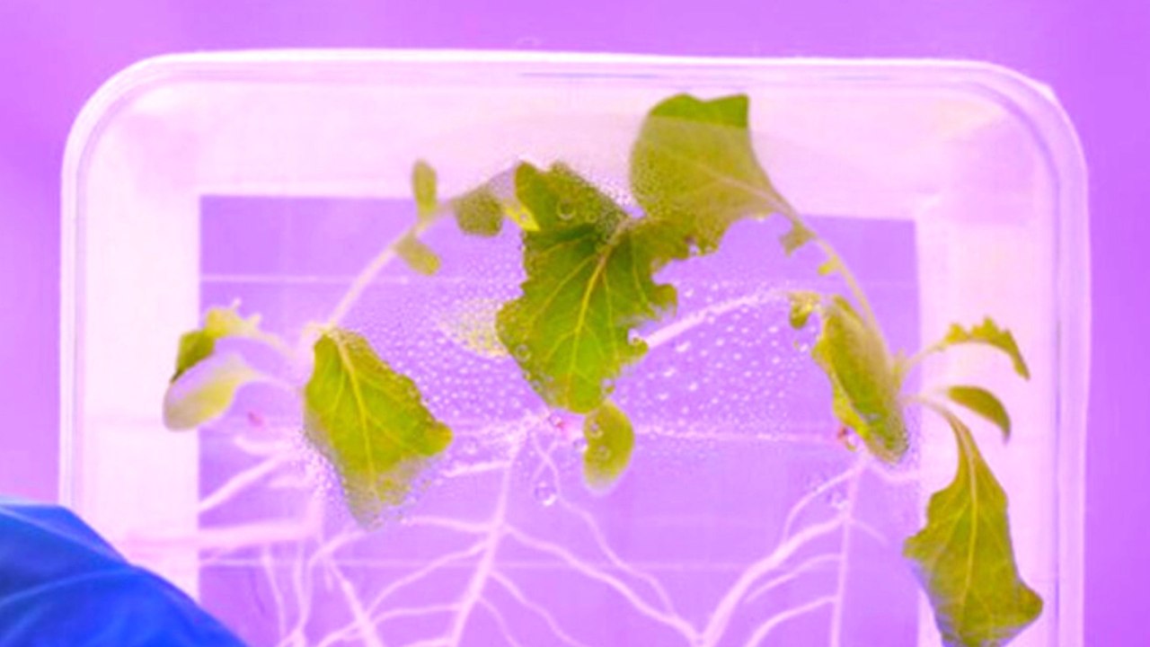 Space-grown lettuce may be risky for astronauts...