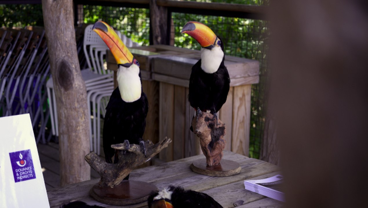 Dix toucans saisis par les douanes rejoignent l...