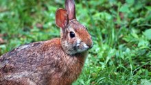 Rare Species Once Thought Extinct Found Alive After 120 Years