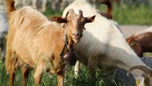 Choosing the best animals for small American farms