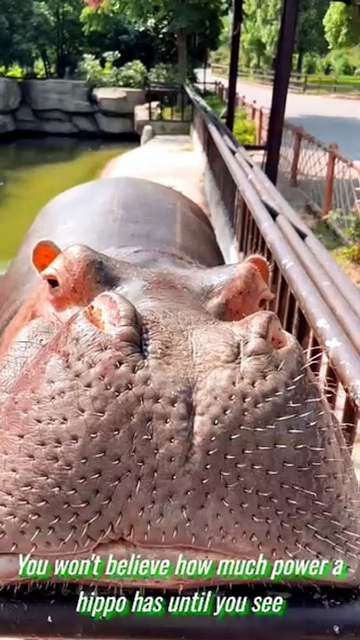 Satisfying Hippo Watermelon Crush! #Dailymotion #DailymotionViral #DailymotionTrending #DailymotionShorts