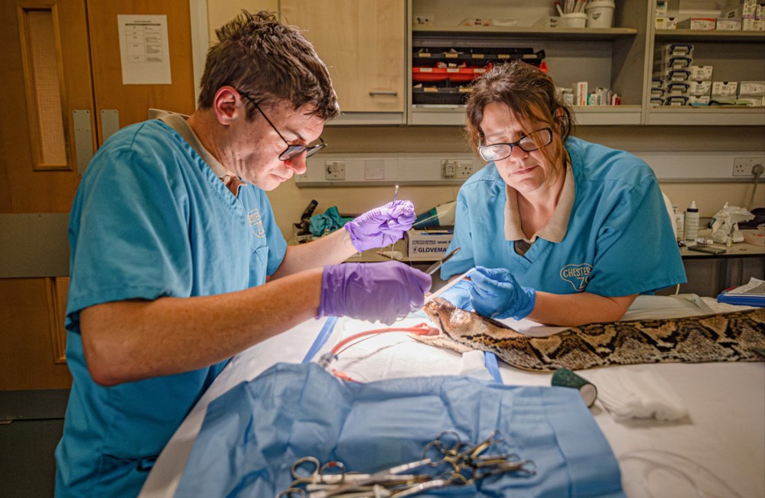 Python called Jodie Foster becomes first snake to receive pioneering cancer treatment