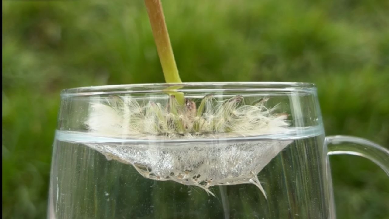 A Dandelion Puffball Goes Underwater And Comes...