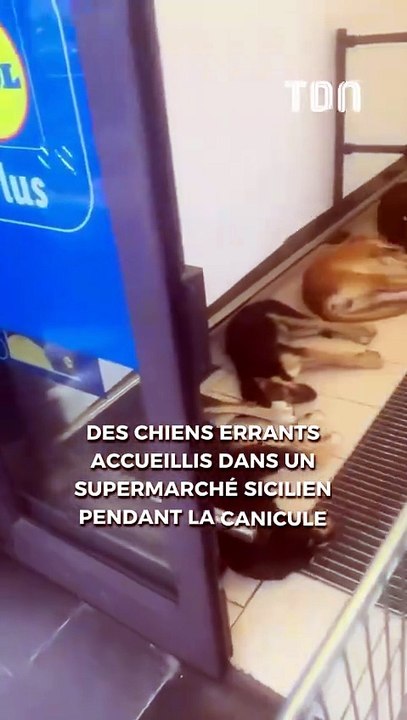 Des chiens errants accueillis dans un supermarc...
