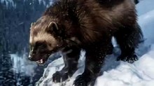 This 40-Pound Predator Makes Bigger Animals Back Down! 😳❄️ | Wolverine