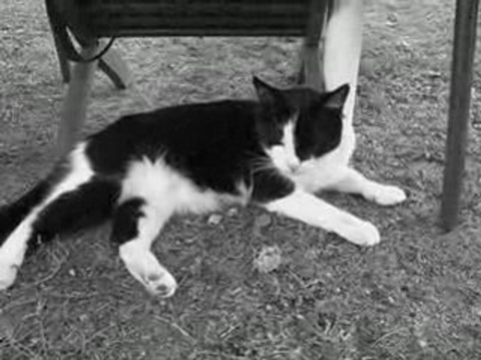 Felix