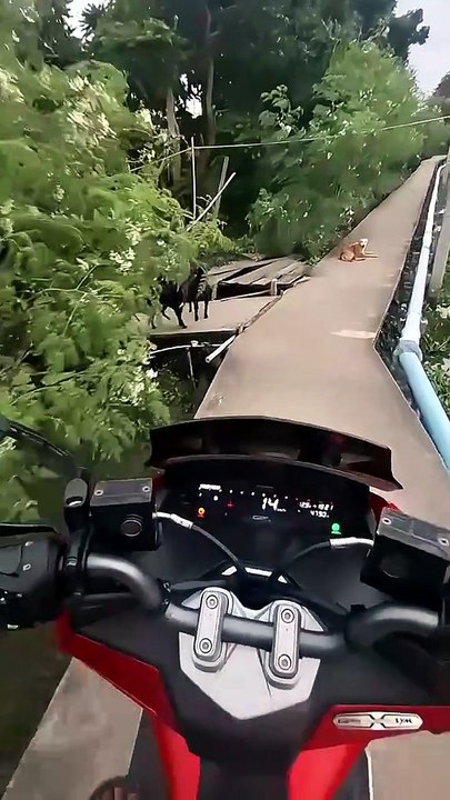 MotoGP: Rural Edition. 🏍️💨🐕