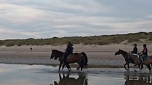 Wild Beach Escape in De Haan 🐎🌊 | Belgium