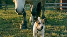 POV the tiniest guide dog for the biggest best friend 🐕🐴