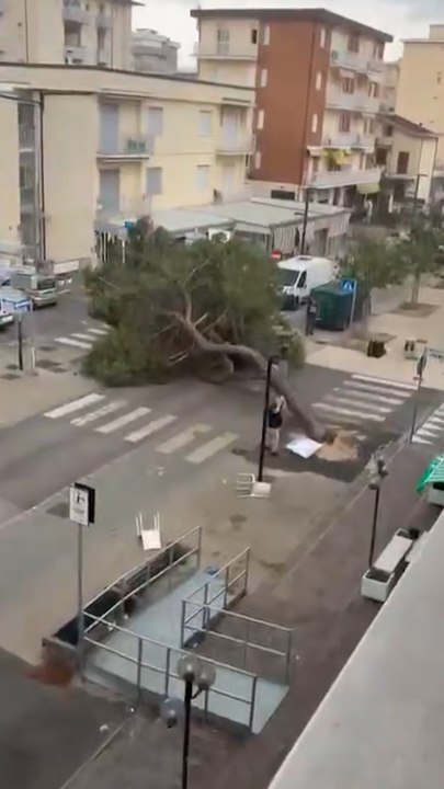 L'albero caduto a Lido di Savio