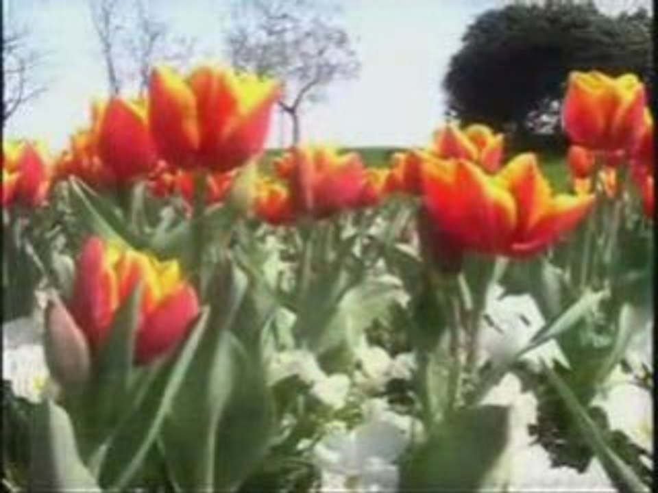 Sourate Takwir récitée par le Cheikh Remzi Er