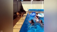 Funniest German Shepherds in the World 🤣 Funny Dog Videos