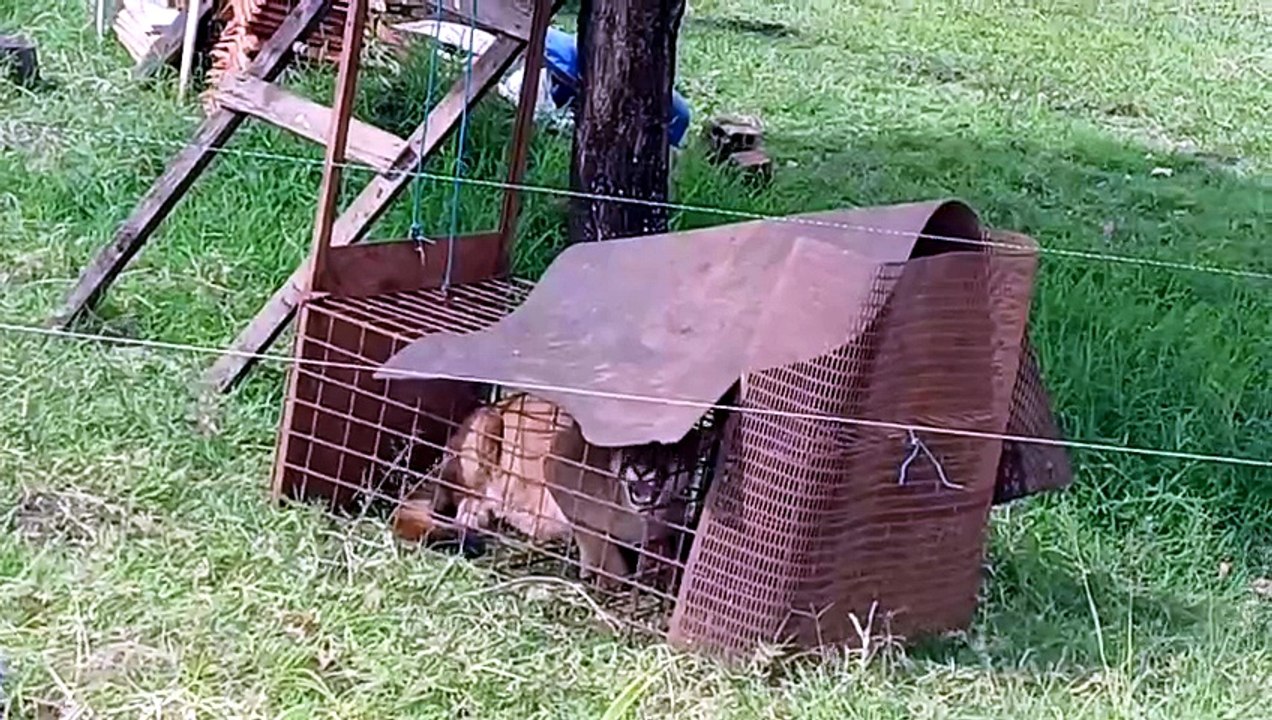 Sumiço de aves leva Polícia Ambiental a capturar onça-parda no Paraná; vídeo