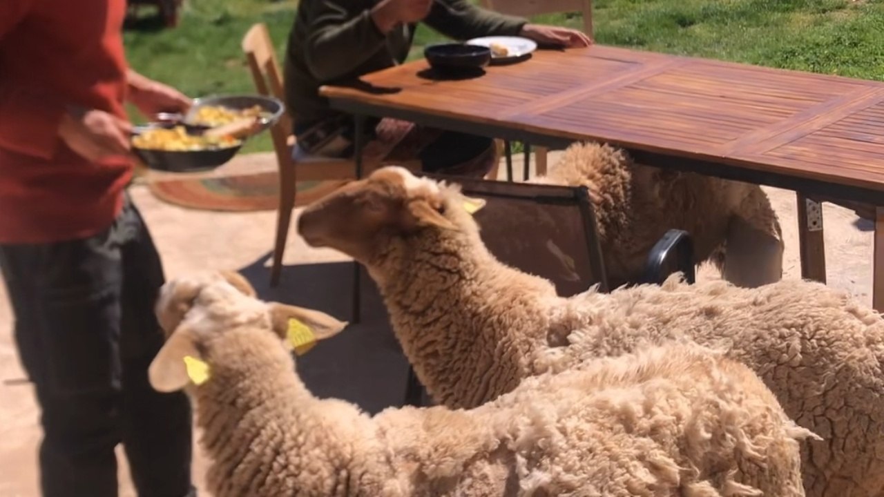 Three Sheep Disrupt An Outdoor Meal In France