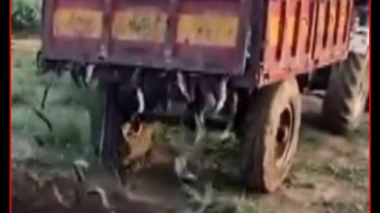 नागपुर में 32 लाख की प्रतिबंधित मछली पर चला प्र...