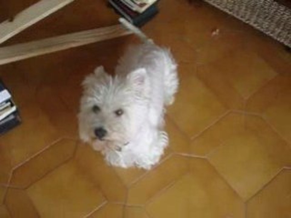 Séance de saut (18/07/2008) Eliott même saut ^^