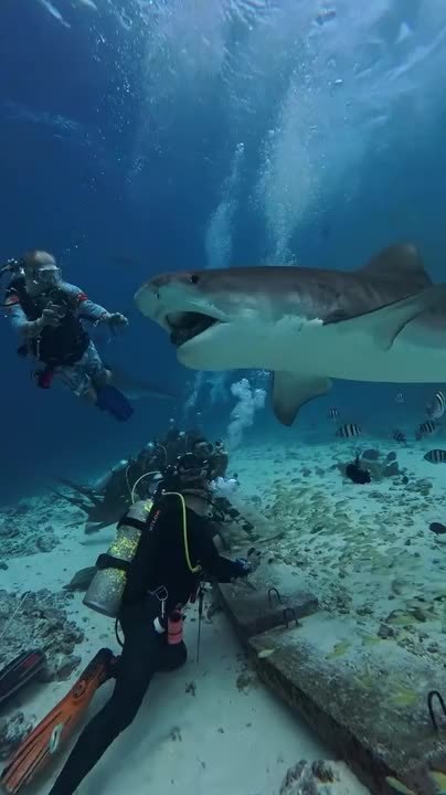 Shark Drops Rock Toward Divers While Eating Fish