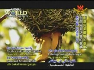 The Weaver Bird: Architect of the Avian Kingdom