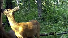 European Wildlife: Shorts Journal | August 2026 Day Edition | FHD