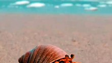 GoPro camera on a hermit crab. #hermitcrab #crab  #gopro #party