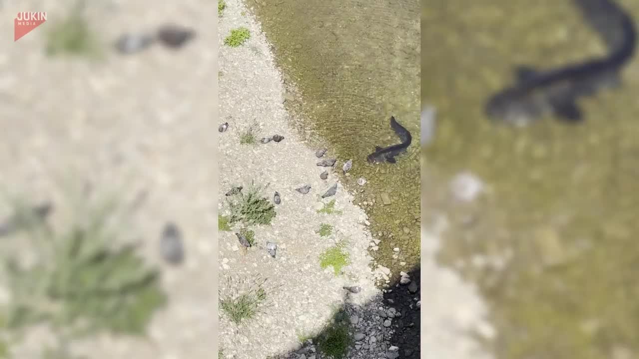 Fish Tries To Hunt Pigeon