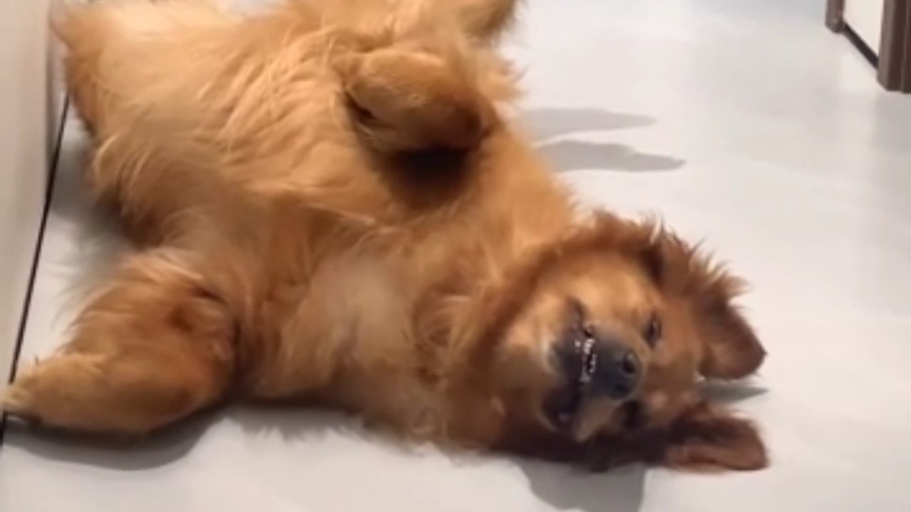 Funny dog sleeping poses