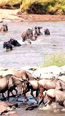 The Great Migration: Wildebeests Brave Dangerous River Crossing