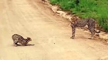 Breathtaking Safari Video Of A Brave Serval Cat Standing Its Ground Against An Approaching Cheetah