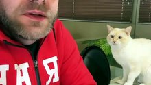 Gatinho fofo