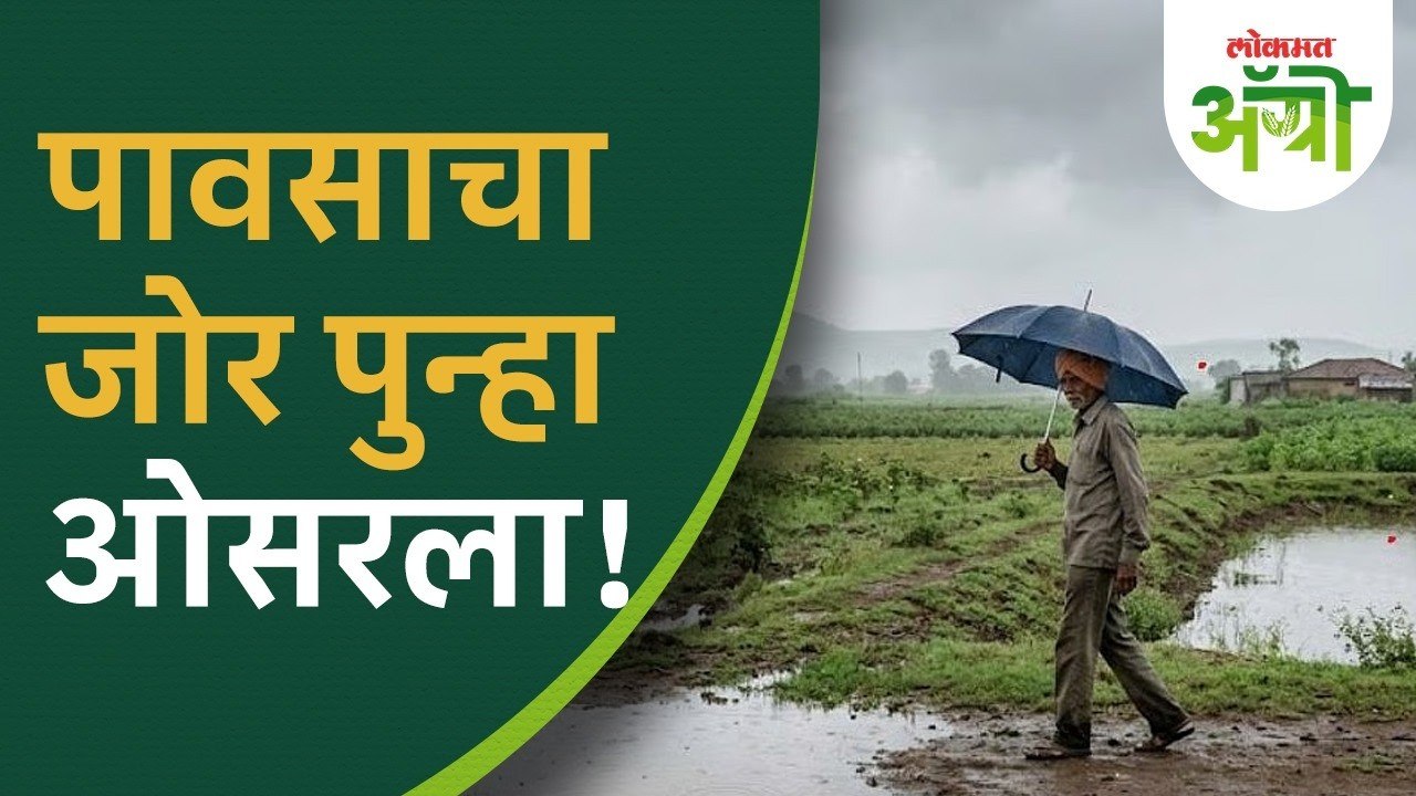 Maharashtra Monsoon Updates: पुढील 5 दिवसांत पा...