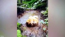 Funniest Golden Retrievers Ever 🤣 Funny Dog Videos That’ll Make Your Day