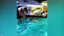 Funniest Golden Puppies in the World 🤣 Funny Dog Videos