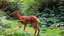 Animal Life In The Woods / Hidden Lives of Forest Animals in the Wild / Relaxing Nature Video