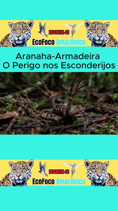Aranaha-Armadeira O Perigo nos Esconderijos