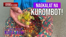 Mga pambihirang prutas na matatagpuan sa Cagayan, masarap daw lantakan?! | Dami Mong Alam, Kuya Kim!
