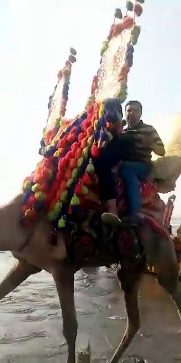 Camel Ride