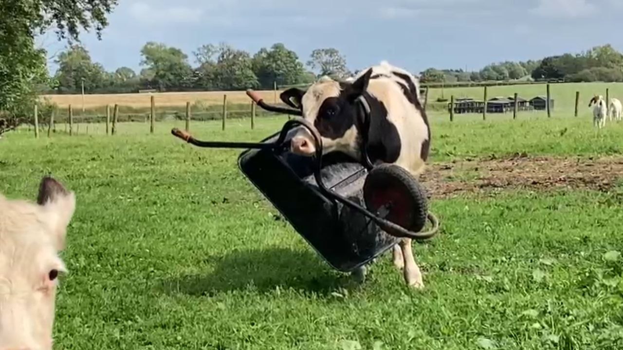 Hilarious Cow Captivates Attention While 'Sporting' a Wheelbarrow