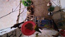 Real Dove ASMR And Birds Sound's For Your Cat Relaxation/ Cat Tv