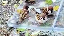 Caught these sparrows in the act #birds #wildlife #shorts
