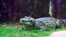 how fast can an american alligator run