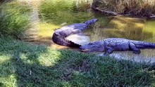 are american alligators endangered