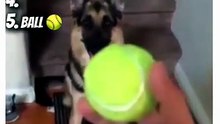 Top 5 Funniest Dog Moments