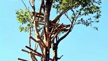 How We Built an 18.5m Tree House with Private Pools