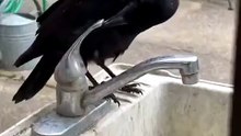 Crows #wildlife