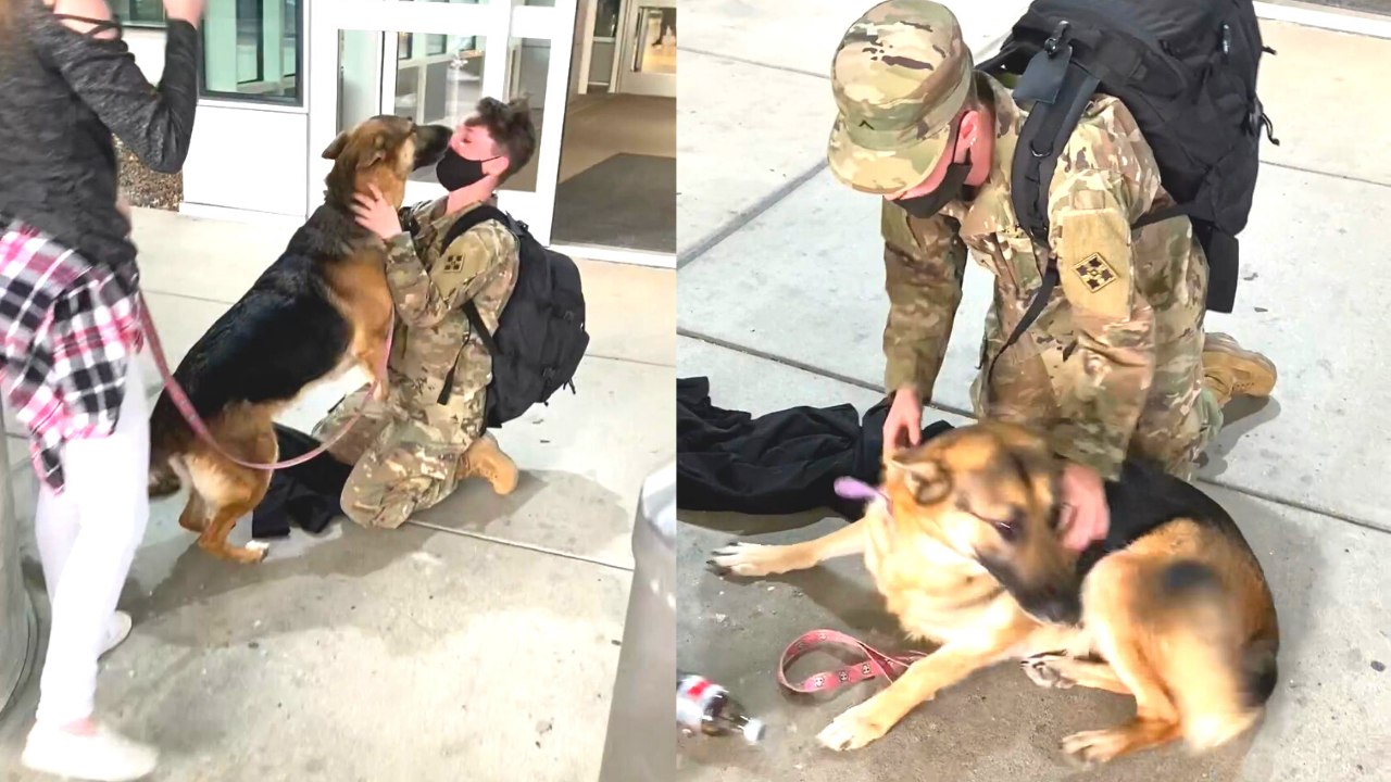 Soldier Surprises Her Dog After Six Months Apart at Airport