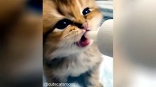 Funny Cats Compilation_1748244490